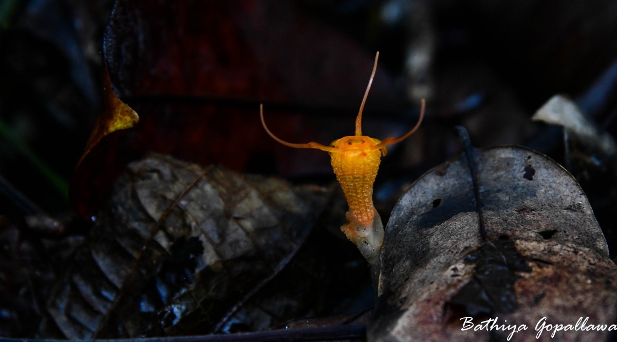 Burmanniaceae